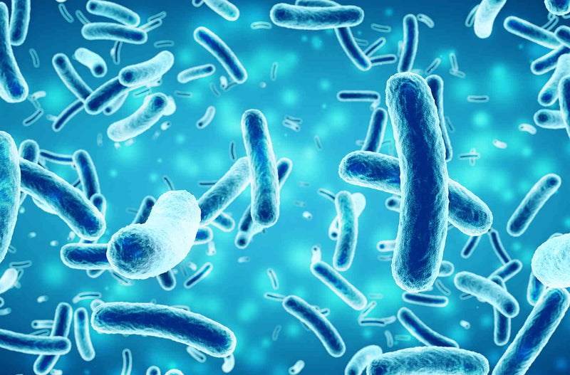 Fermented Yeast Protein Powder Supports a Balanced Microbiome